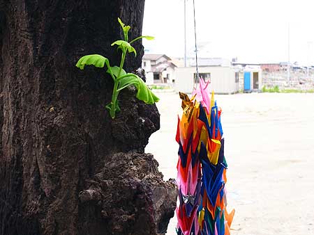 門脇小学校の焼けた銀杏に、芽が生えていた。その横に誰かが千羽鶴を掛けていた。(宮城県石巻市 2011年7月22日) Photo:青池組