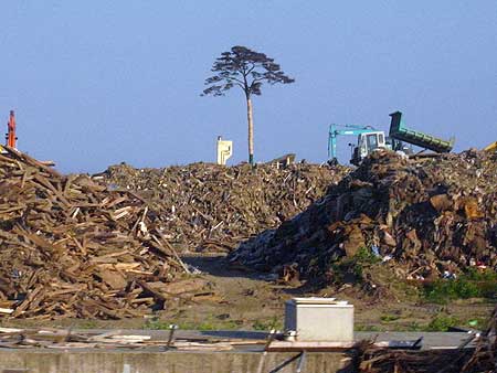 陸高の沿岸部に1本残った高田松原の松。震災廃棄物の仮置き場と隣接している。
