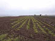全体がかさ上げされた段々畑のような農地 2009年1月20日)
