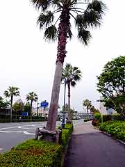3ヵ月弱が経過した液状化現象被災地の様子(千葉県浦安市舞浜地区・東京ディズニーランド周辺 2011年6月1日)